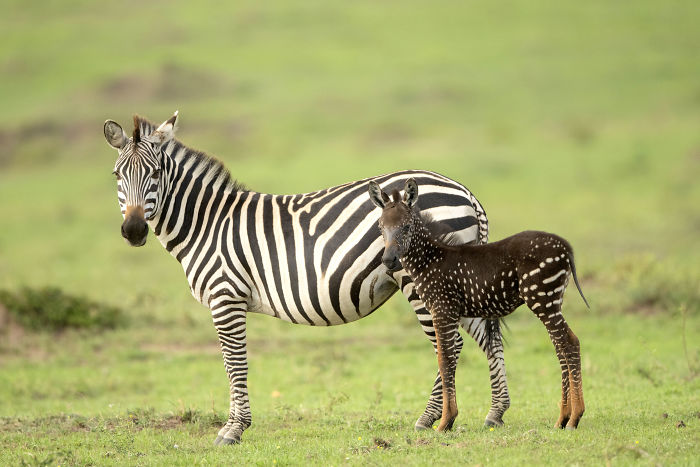 This baby was born with spots instead of zebra stripes.
