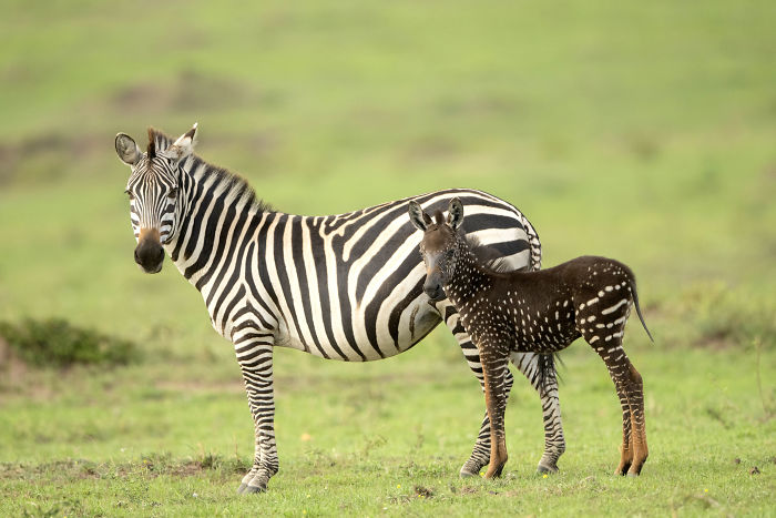 This baby was born with spots instead of zebra stripes