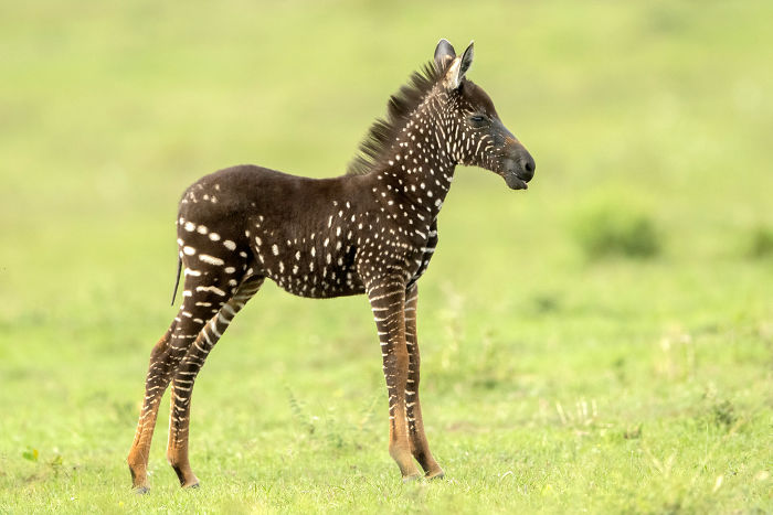 This baby was born with spots instead of zebra stripes.