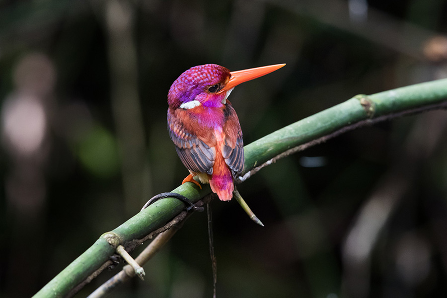For the first time in 130 years, a super rare dwarf Kingfisher has been Over Looked by Scientists