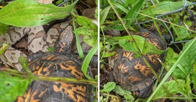 A woman encounters a venomous snake trying to rescue a tortoise trapped in a fence in her backyard