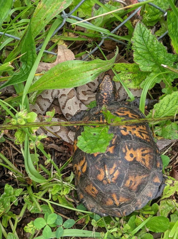 A woman encounters a venomous snake trying to rescue a tortoise trapped in a fence in her backyard