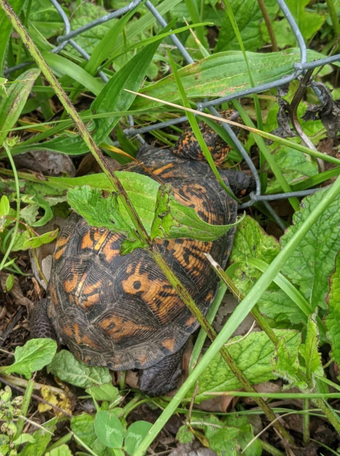 A woman encounters a venomous snake trying to rescue a tortoise trapped in a fence in her backyard