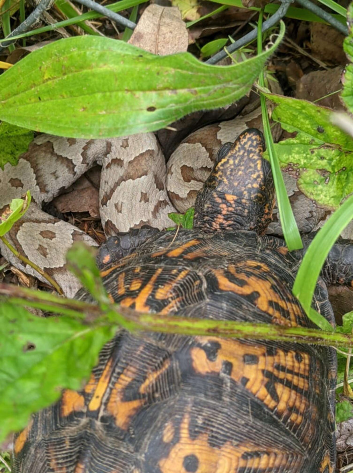A woman encounters a venomous snake trying to rescue a tortoise trapped in a fence in her backyard