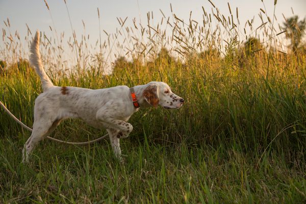 10 Things Your Dog Will Do When He Wants To Tell You