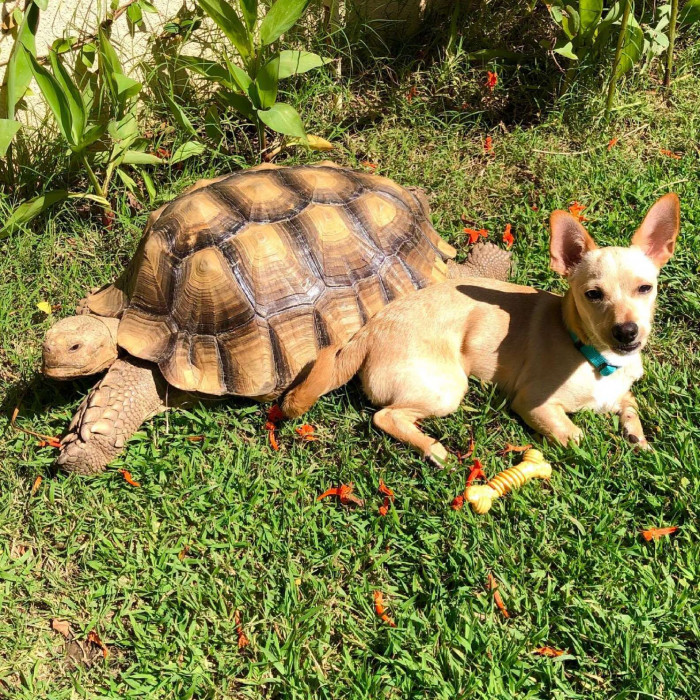 The little dog spends most of his time collecting sticks for his best friend, the tortoise