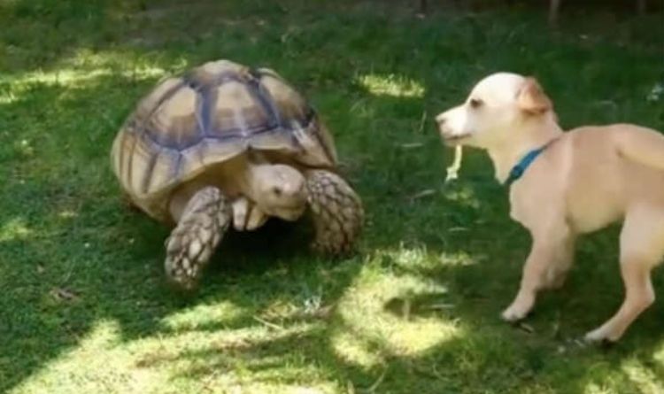 The little dog spends most of his time collecting sticks for his best friend, the tortoise