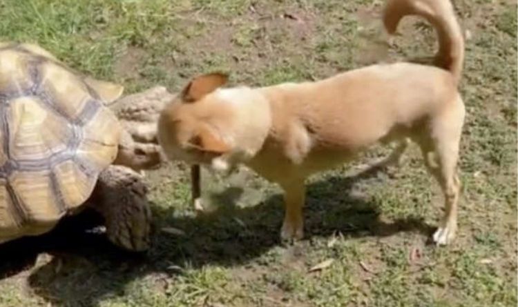 The little dog spends most of his time collecting sticks for his best friend, the tortoise