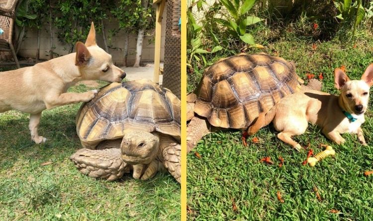 The little dog spends most of his time collecting sticks for his best friend, the tortoise