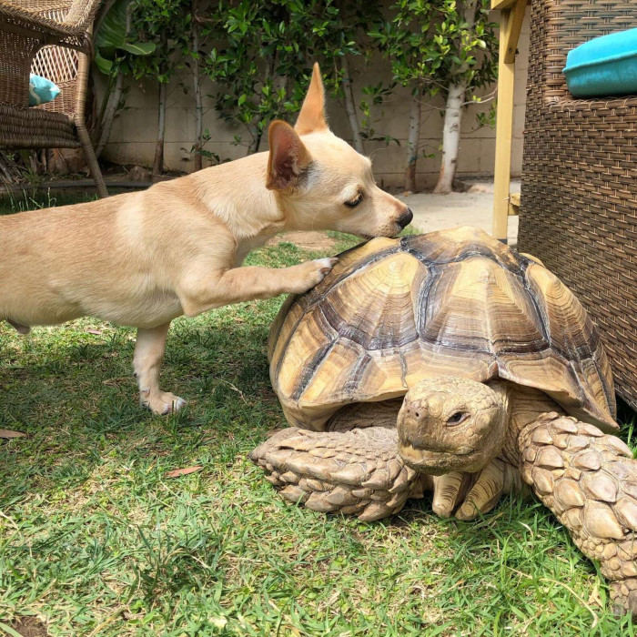 The little dog spends most of his time collecting sticks for his best friend, the tortoise