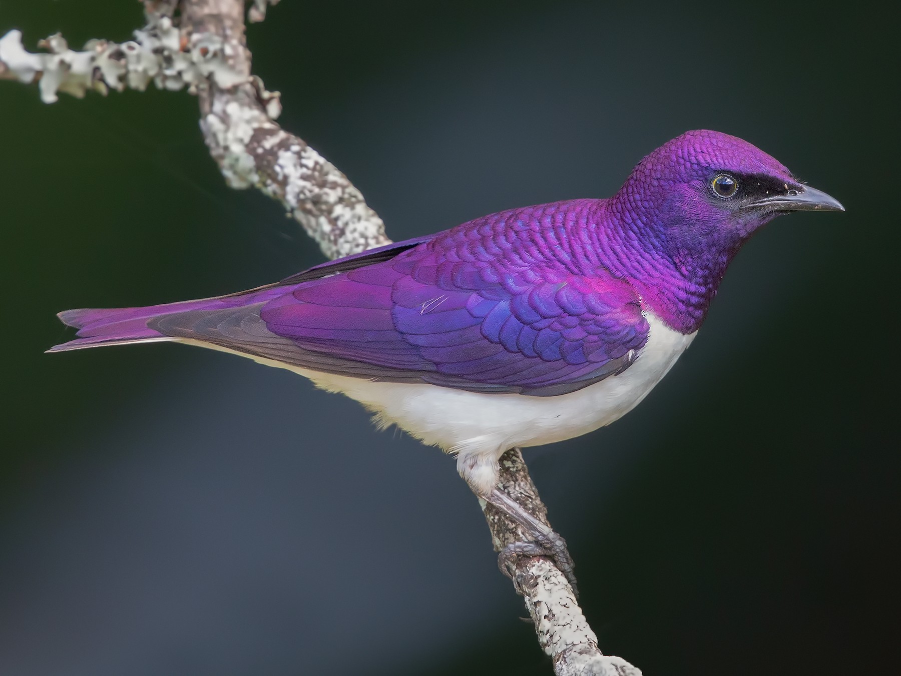 A flying gem of an invader that brings all its bad eating habits to North America – the Amethyst Starling!