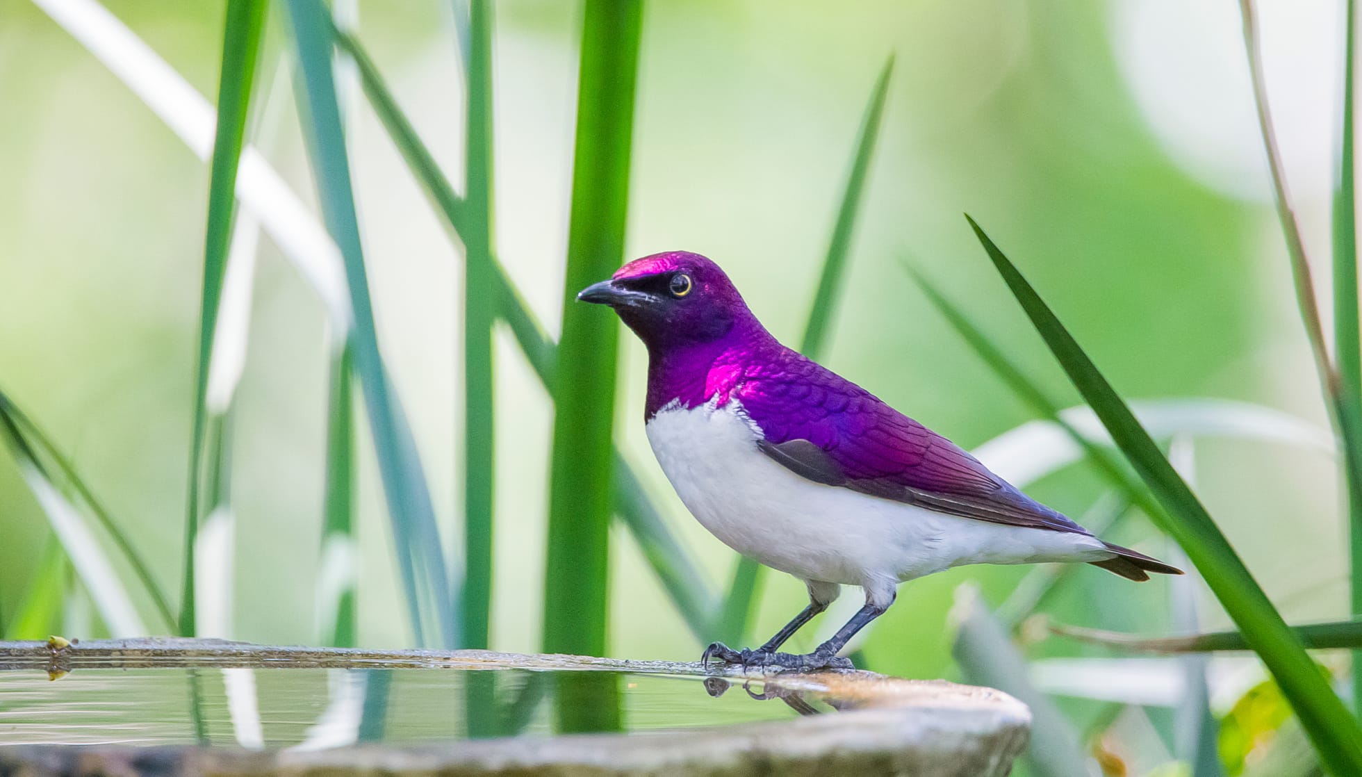 A flying gem of an invader that brings all its bad eating habits to North America – the Amethyst Starling!