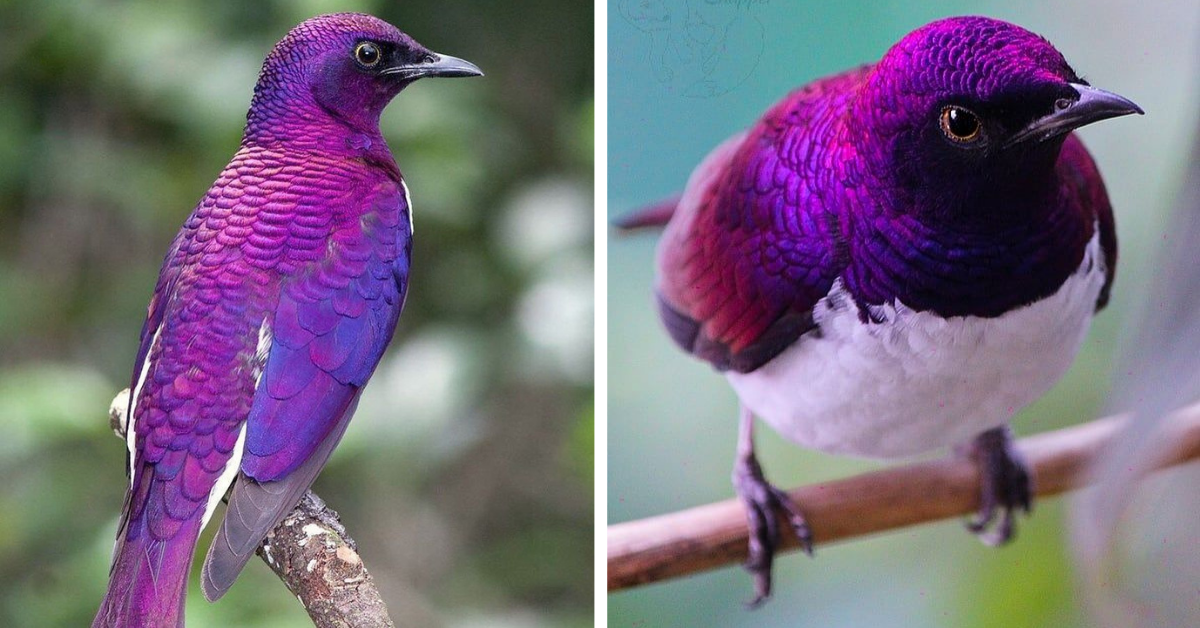 A flying gem of an invader that brings all its bad eating habits to North America – the Amethyst Starling!