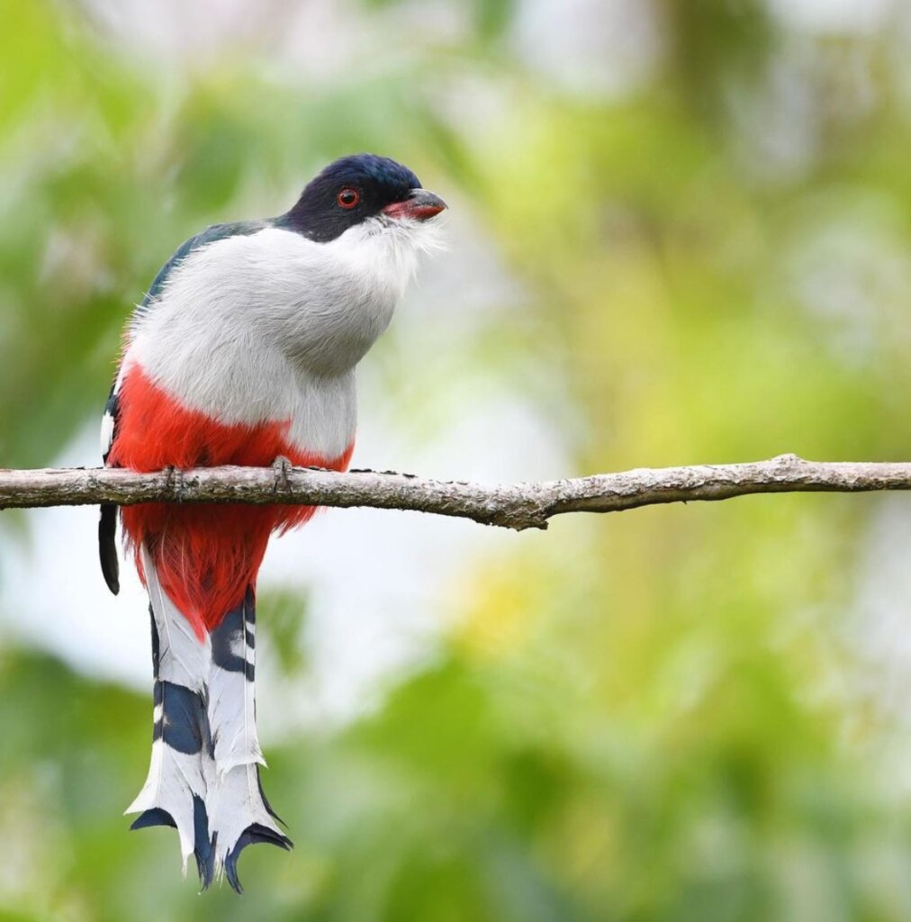 The bright green and bronze variations are perfectly defined by its long fluffy tail - meet the Cuban Trogon