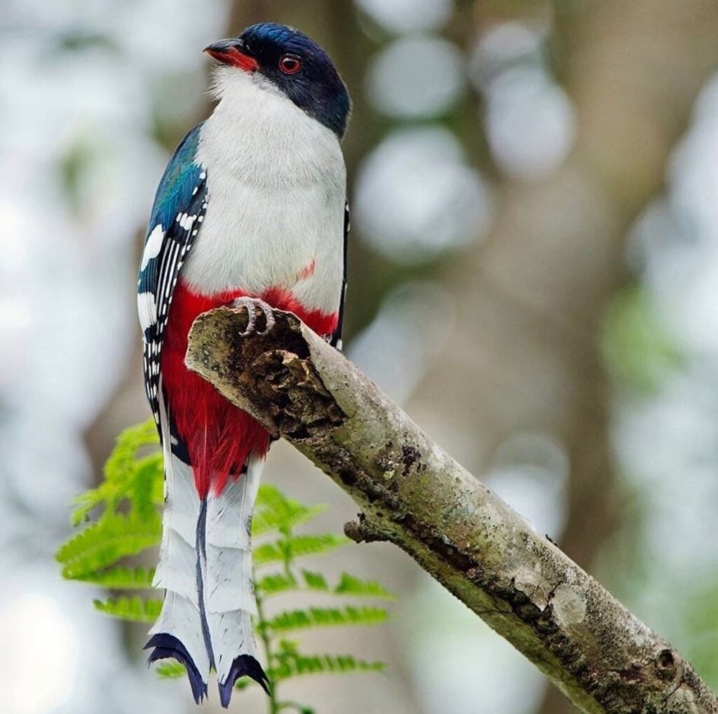 The bright green and bronze variations are perfectly defined by its long fluffy tail - meet the Cuban Trogon