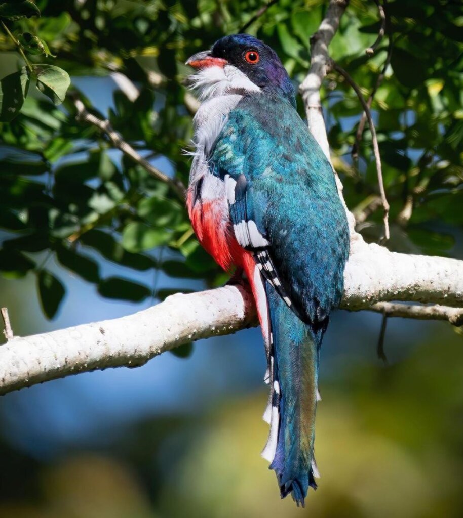 The bright green and bronze variations are perfectly defined by its long fluffy tail - meet the Cuban Trogon