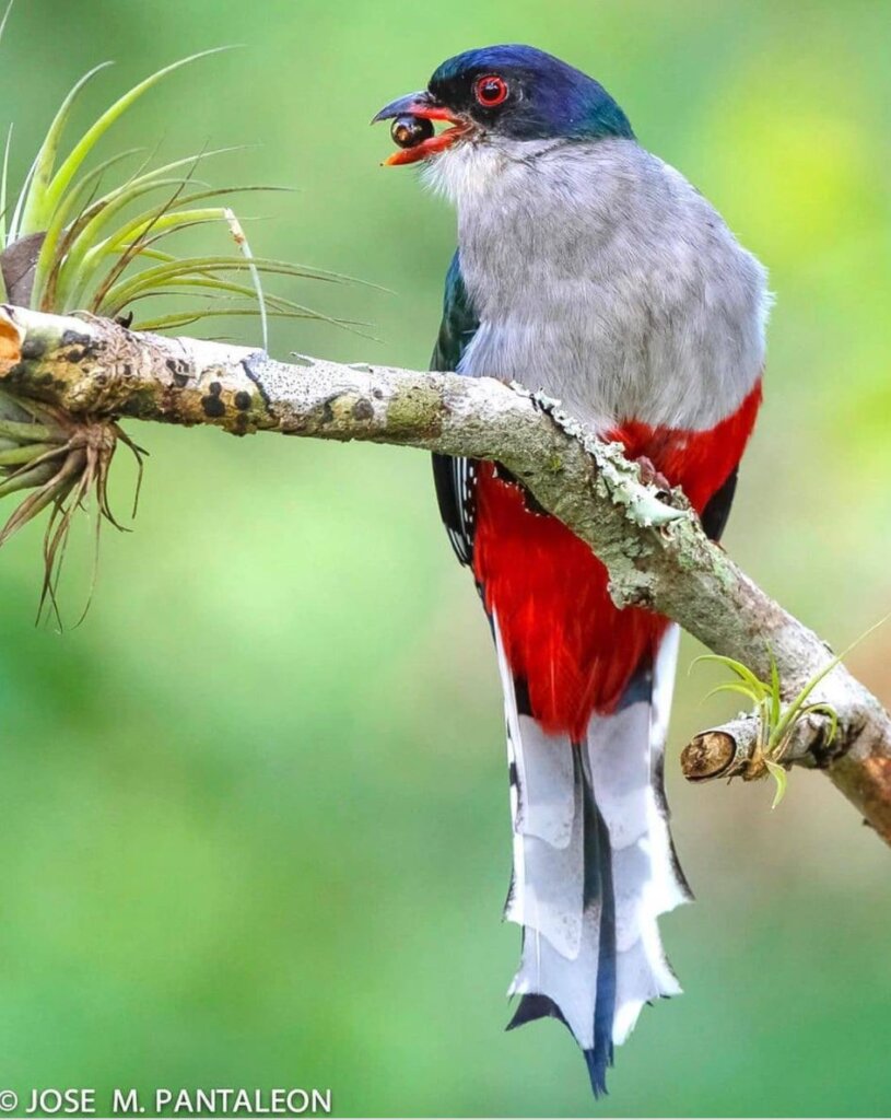 The bright green and bronze variations are perfectly defined by its long fluffy tail - meet the Cuban Trogon