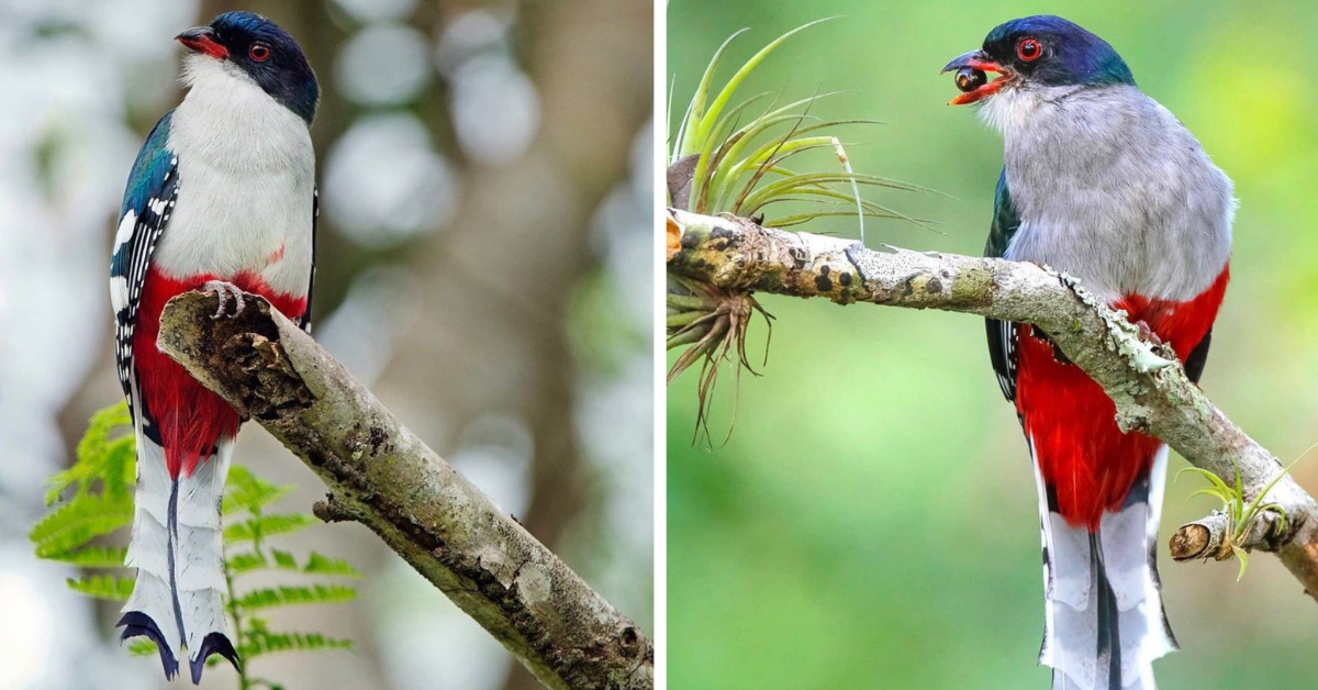 The bright green and bronze variations are perfectly defined by its long fluffy tail  meet the Cuban Trogon!