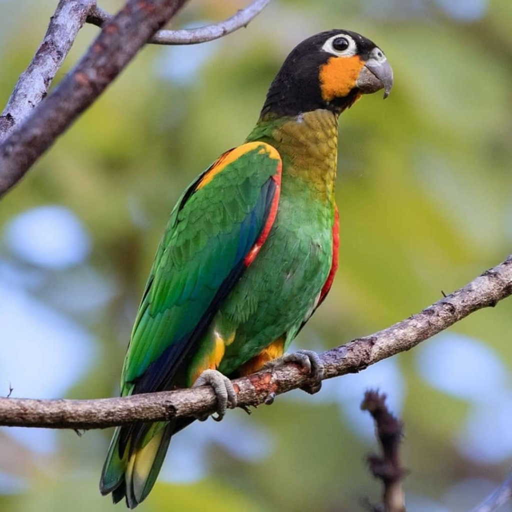 Decked out in a stunning combination of red, blue, green, and yellow, all finished with those stunning signature orange cheeks!