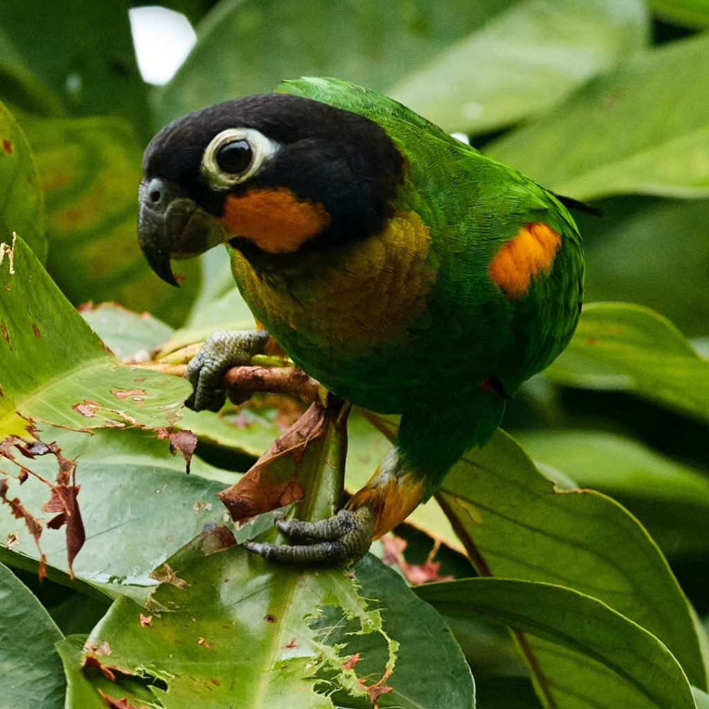 Decked out in a stunning combination of red, blue, green, and yellow, all finished with those stunning signature orange cheeks!