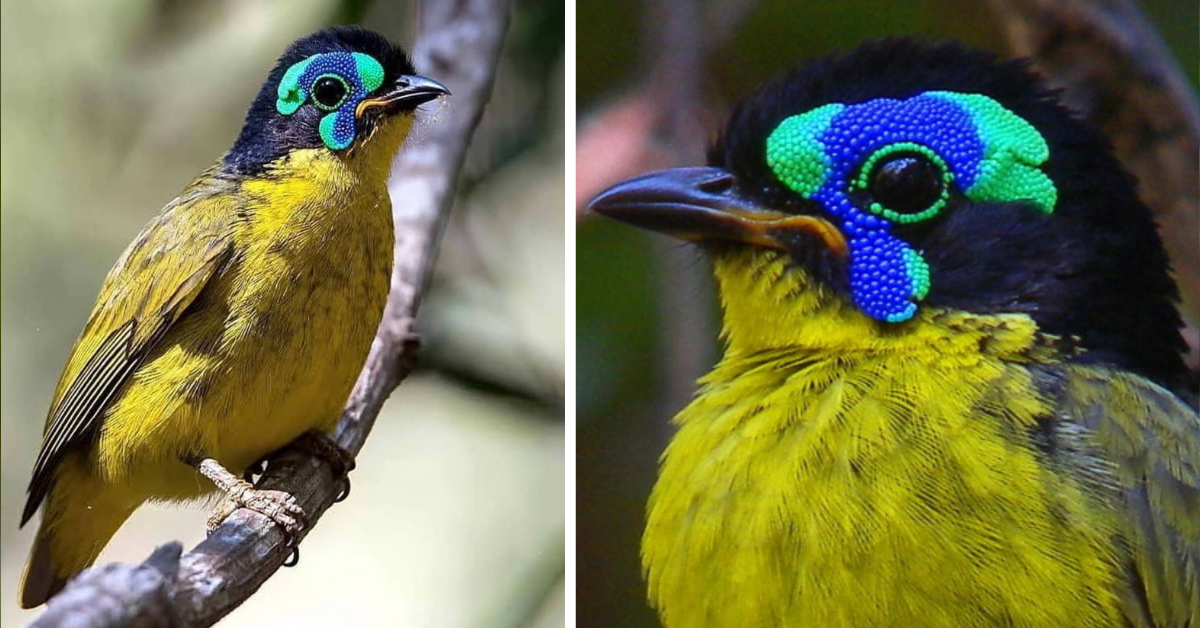 A bird whose glittering gold suit is capped by a uniquely vivid, fluorescent, tie-dyed face – MEET SCHLEGEL’S ASITY!