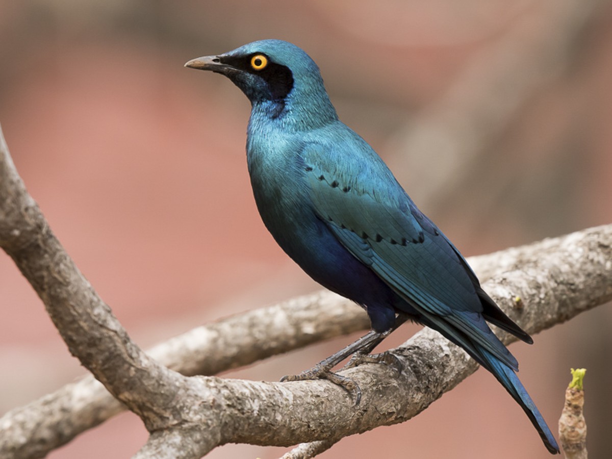 A brilliant iridescent blue-green bird with beautiful contrasting iridescent royal blue to violet tones - MEET THE GREATER BLUE-EARED STARLING!