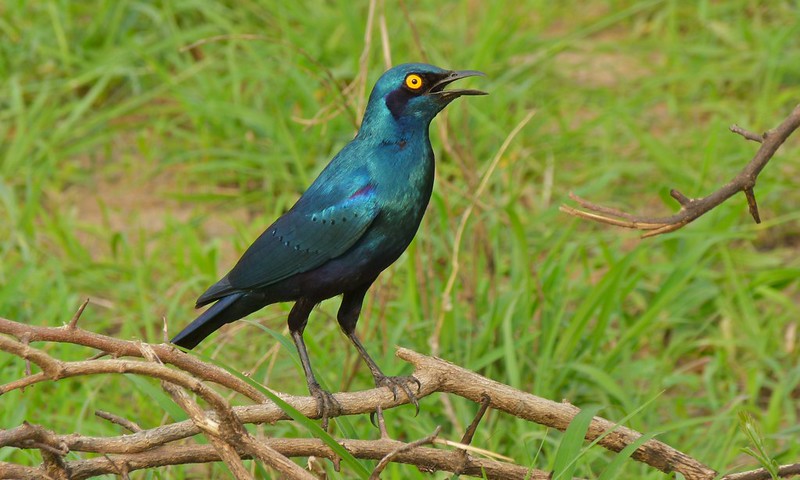 A brilliant iridescent blue-green bird with beautiful contrasting iridescent royal blue to violet tones - MEET THE GREATER BLUE-EARED STARLING!