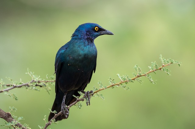 A brilliant iridescent blue-green bird with beautiful contrasting iridescent royal blue to violet tones - MEET THE GREATER BLUE-EARED STARLING!