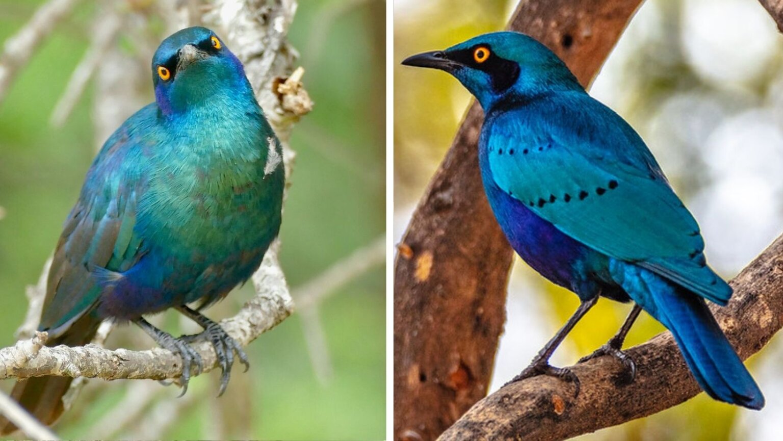 A brilliant iridescent blue-green bird with beautiful contrasting iridescent royal blue to violet tones – MEET THE GREATER BLUE-EARED STARLING!