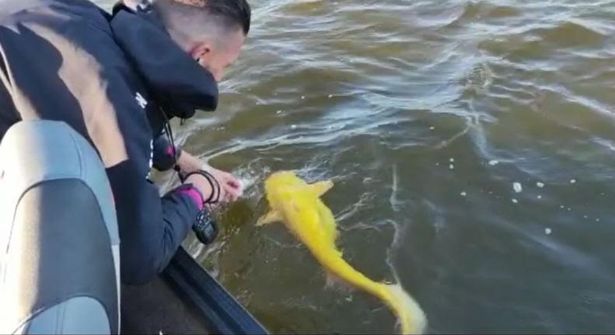 A bright yellow catfish caught in the Netherlands is quite unique.