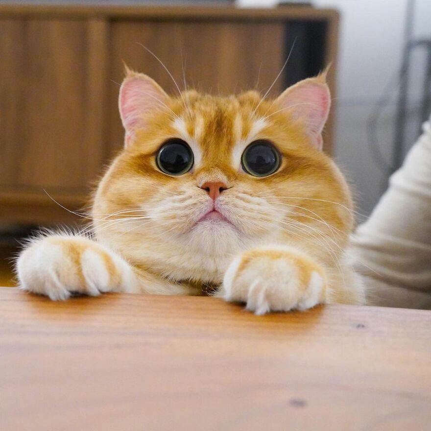 This adorable cat looks just like Shrek's Cat in Shoes.