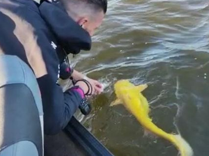 A bright yellow catfish caught in the Netherlands is quite unique.