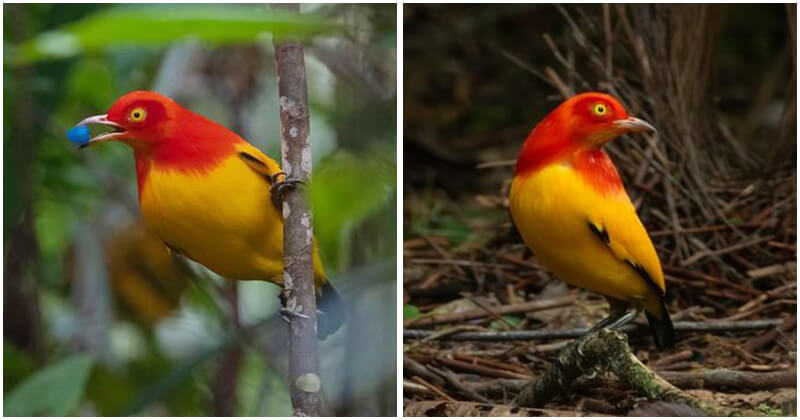 Meet The Flame Bowerbird With Colors Of Fire And An Amazing Dance Performance