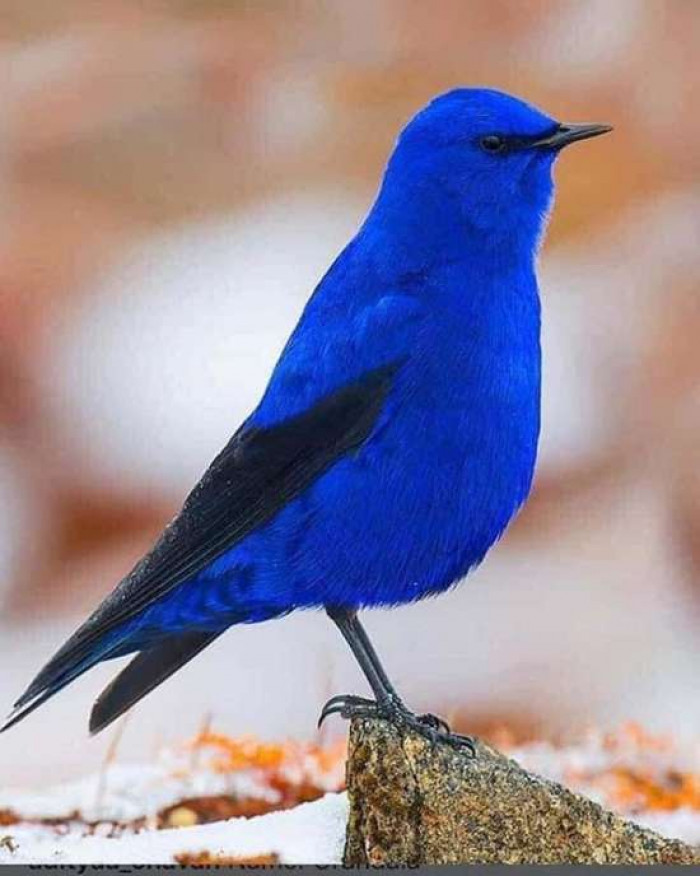 10 Most Beautiful Birds in the World You Must See