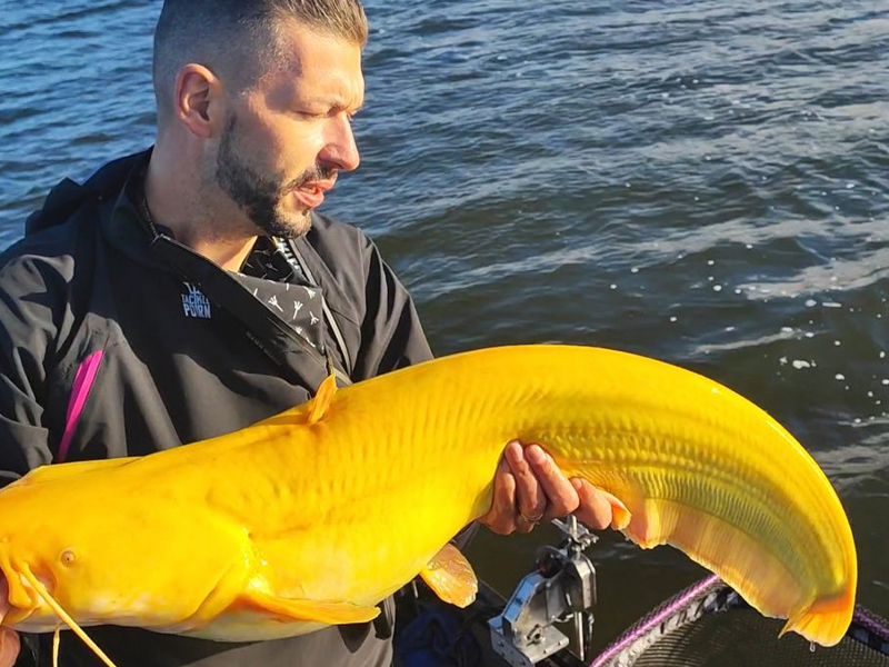 A bright yellow catfish caught in the Netherlands is quite unique.