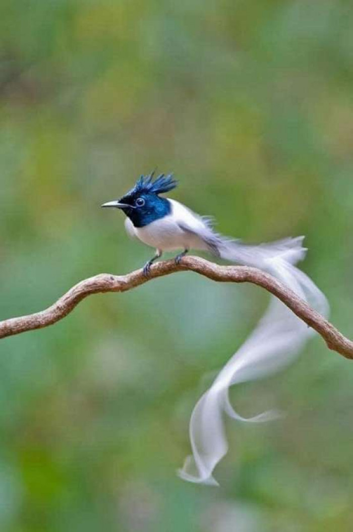 10 Most Beautiful Birds in the World You Must See