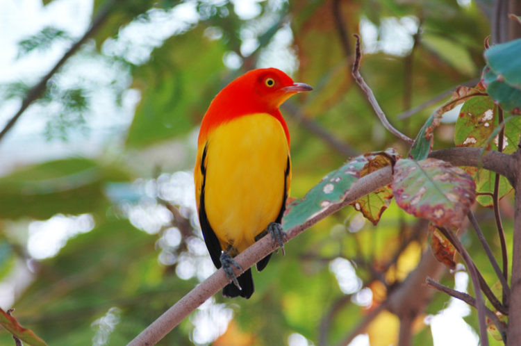 Meet The Flame Bowerbird With Colors Of Fire And An Amazing Dance Performance