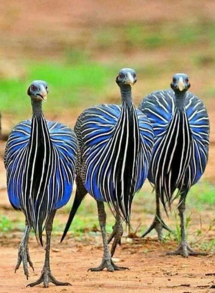 10 Most Beautiful Birds in the World You Must See
