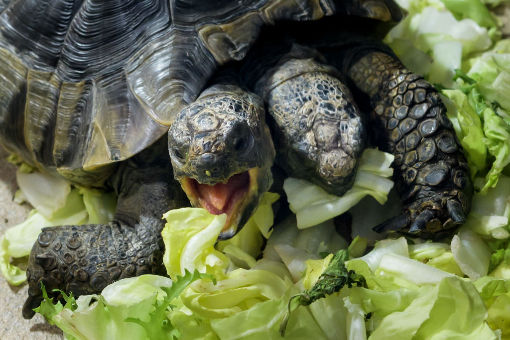 The curious two-headed turtle who managed to survive against the worst predictions