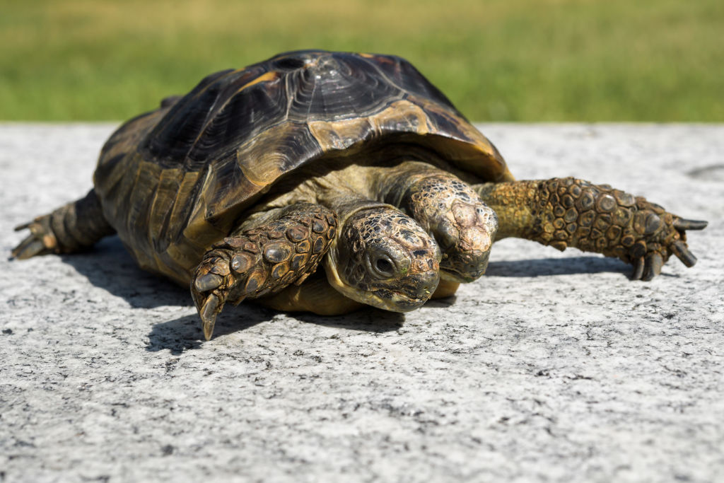 The curious two-headed turtle who managed to survive against the worst predictions