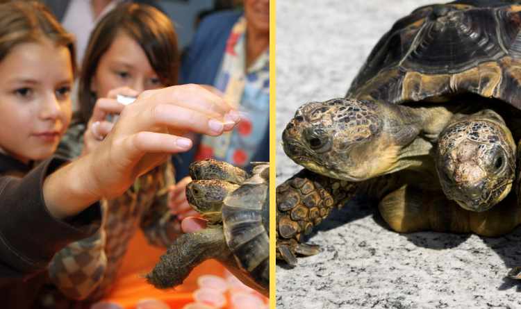 The curious two-headed turtle who managed to survive against the worst predictions