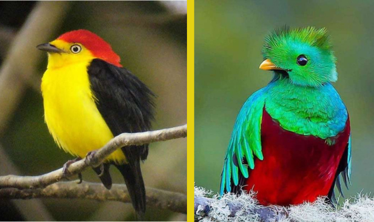 10 Most Beautiful Birds in the World You Must See