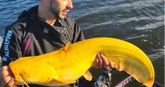 A bright yellow catfish caught in the Netherlands is quite unique.
