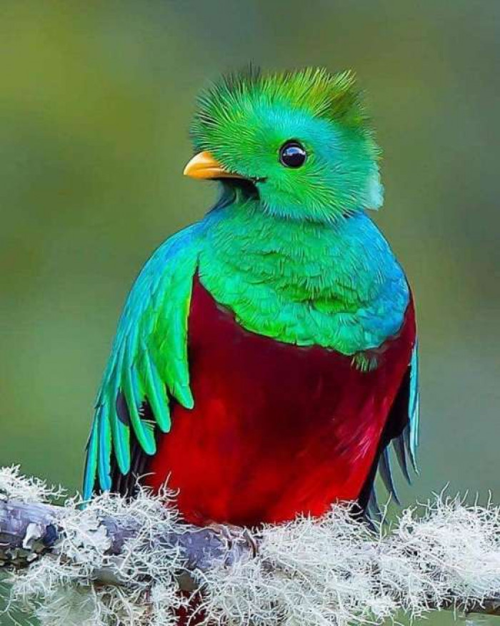 10 Most Beautiful Birds in the World You Must See