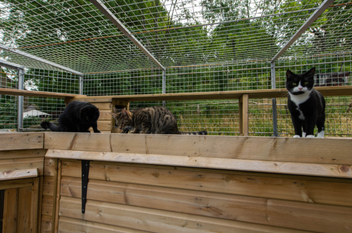 This Couple Faces A Severe Backlash From Their Neighbors After Erecting A Giant Cat Enclosure