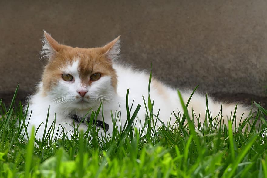 Rubble, the world's oldest cat, has died at the age of 31.