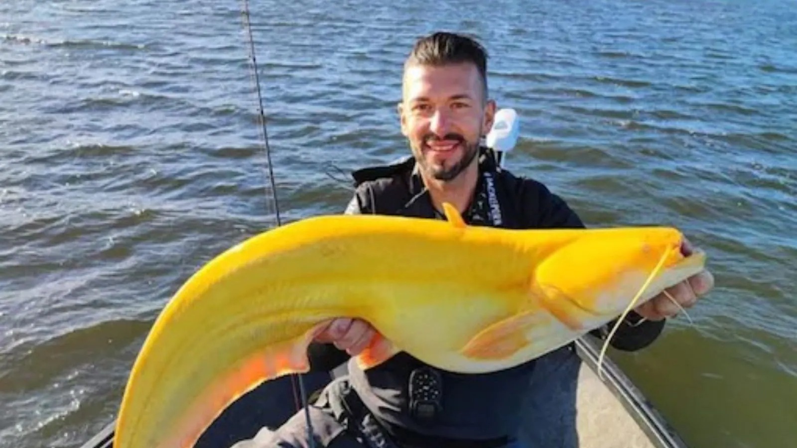 A bright yellow catfish caught in the Netherlands is quite unique.