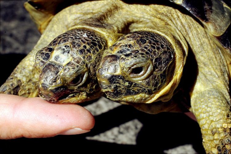 The curious two-headed turtle who managed to survive against the worst predictions
