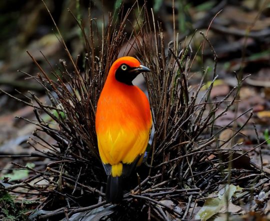 Meet The Flame Bowerbird With Colors Of Fire And An Amazing Dance Performance