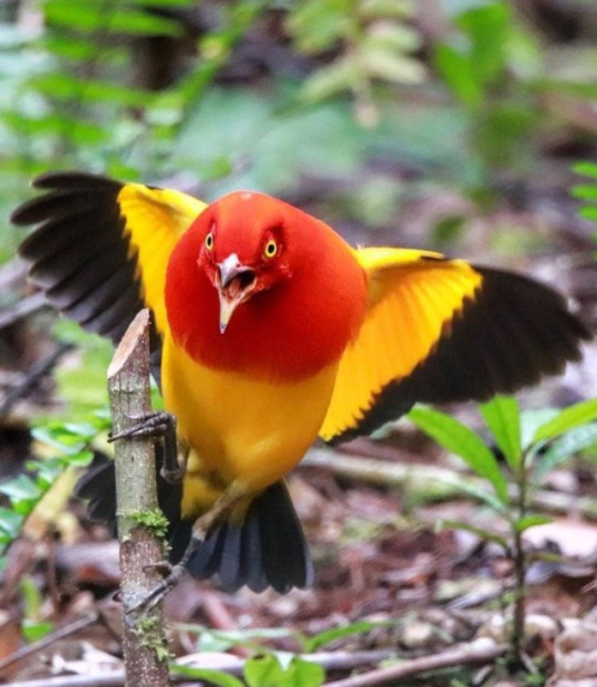 Meet The Flame Bowerbird With Colors Of Fire And An Amazing Dance Performance